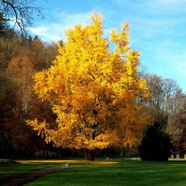 Ginkgo biloba - Ginkgo, Maidenhair Tree, Sacred Tree, Live Fossil - Image 8