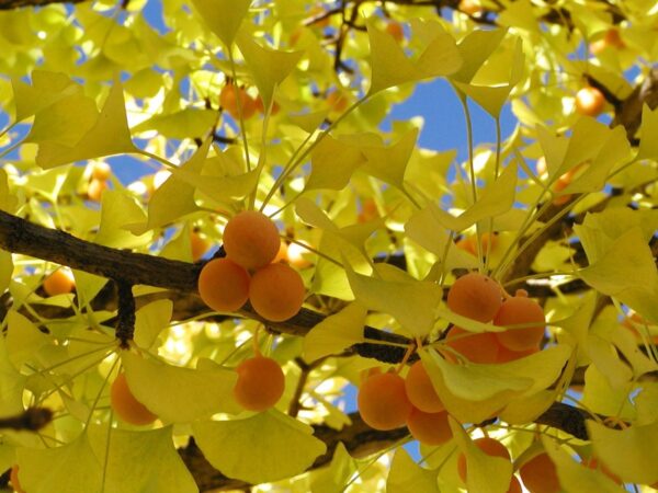 Ginkgo biloba - Ginkgo, Maidenhair Tree, Sacred Tree, Live Fossil - Image 9