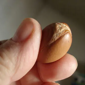 Argania spinosa - Argania, Argan