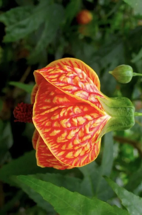 Abutilon pictum, Callianthe picta - Redvein Abutilon, Chinese Lantern, Painted Mallow - Image 3