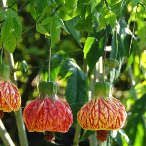 Abutilon pictum, Callianthe picta - Redvein Abutilon, Chinese Lantern, Painted Mallow
