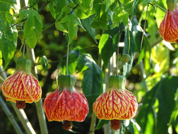 Abutilon pictum, Callianthe picta - Redvein Abutilon, Chinese Lantern, Painted Mallow