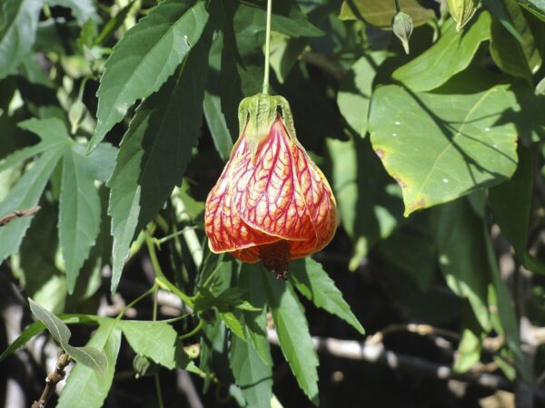 Abutilon pictum, Callianthe picta - Redvein Abutilon, Chinese Lantern, Painted Mallow - Image 5