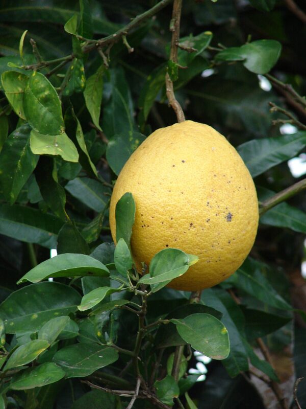 Citrus maxima 'Pink' - Pink Pomelo, Shaddock, Chinese grapefruit - Image 2