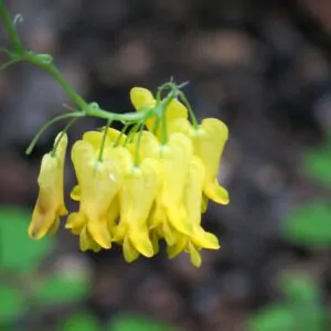 Dactylicapnos scandens - Bleeding Heart Vine, Golden Tears, Athens Yellow