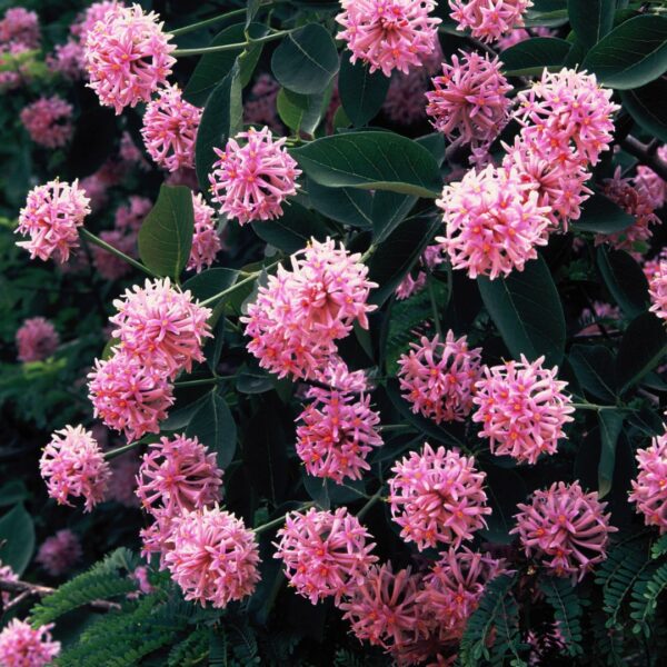 Dais cotinifolia - Pompom tree, African button flower - Image 4
