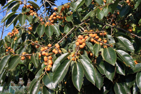 Diospyros lotus - Date Plum, Caucasian Persimmon, Lilac Persimmon - Image 2