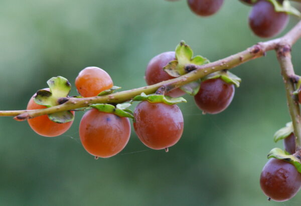 Diospyros lotus - Date Plum, Caucasian Persimmon, Lilac Persimmon - Image 4