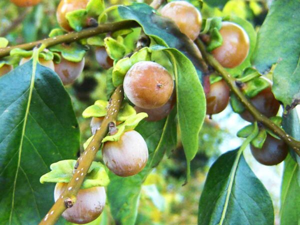 Diospyros lotus - Date Plum, Caucasian Persimmon, Lilac Persimmon - Image 5