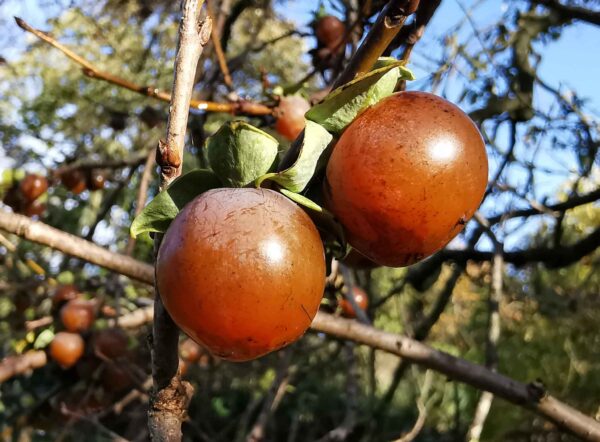 Diospyros lotus - Date Plum, Caucasian Persimmon, Lilac Persimmon - Image 6