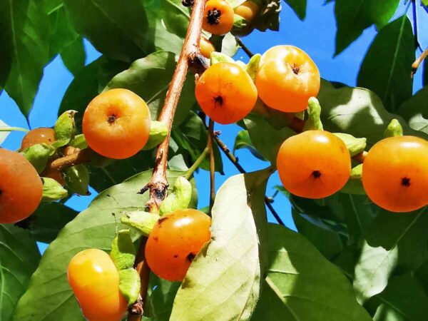 Diospyros lotus - Date Plum, Caucasian Persimmon, Lilac Persimmon
