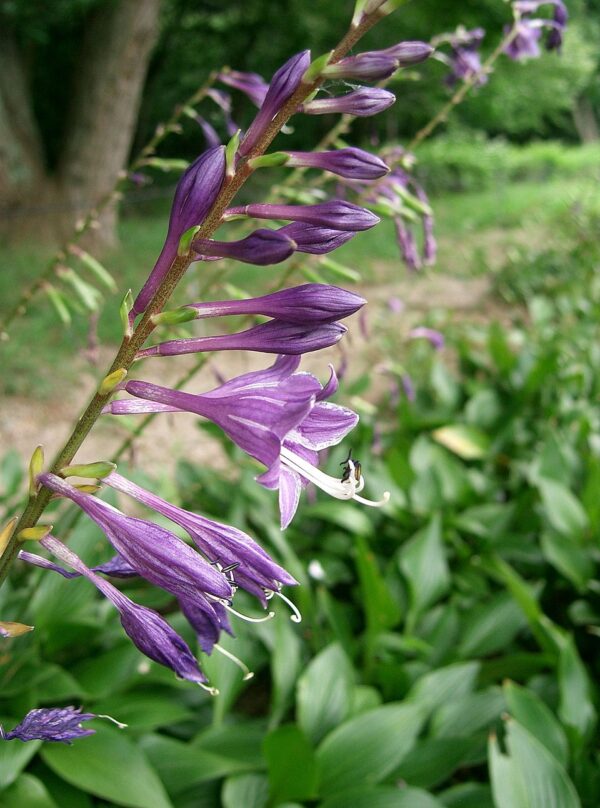 Hosta longipes var. longipes - Japanese Heart Leaf Lily, Hosta, Plantain Lily - Image 2