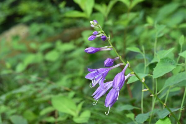 Hosta longipes var. longipes - Japanese Heart Leaf Lily, Hosta, Plantain Lily - Image 3