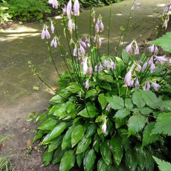 Hosta longipes var. longipes - Japanese Heart Leaf Lily, Hosta, Plantain Lily - Image 4