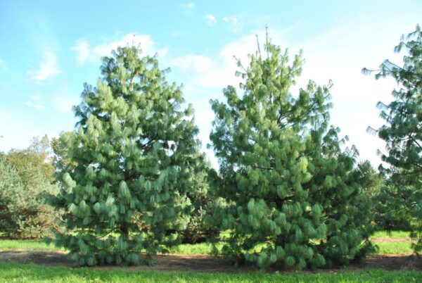Pinus wallichiana - Bhutan Pine, Himalayan Pine, Himalayan White Pine, Blue Pine