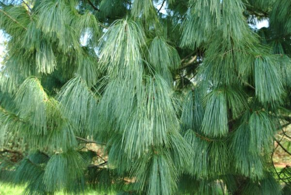 Pinus wallichiana - Bhutan Pine, Himalayan Pine, Himalayan White Pine, Blue Pine - Image 3