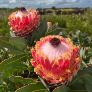 Protea magnifica - Queen Sugarbush, Queen Protea, Bearded Protea