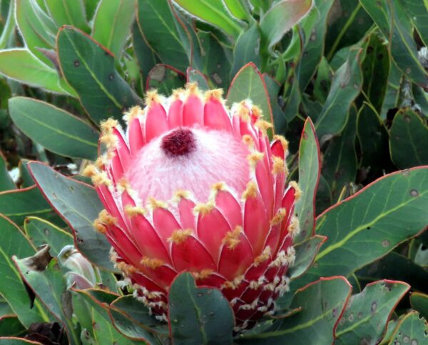 Protea magnifica - Queen Sugarbush, Queen Protea, Bearded Protea - Image 2