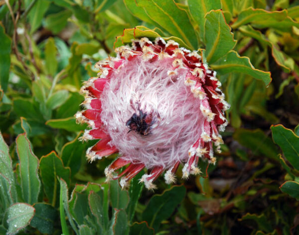 Protea magnifica - Queen Sugarbush, Queen Protea, Bearded Protea - Image 3