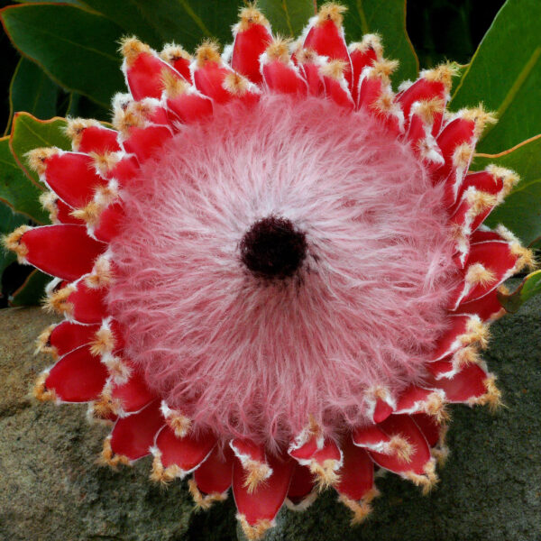 Protea magnifica - Queen Sugarbush, Queen Protea, Bearded Protea - Image 4