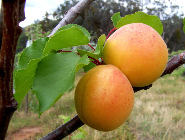 Prunus armeniaca - Apricot - Image 2