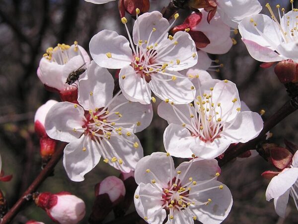 Prunus armeniaca - Apricot - Image 5