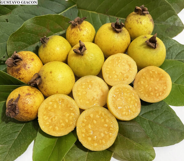 Psidium guineense - Brazilian Guava, Guinea Guava, Sour Guava