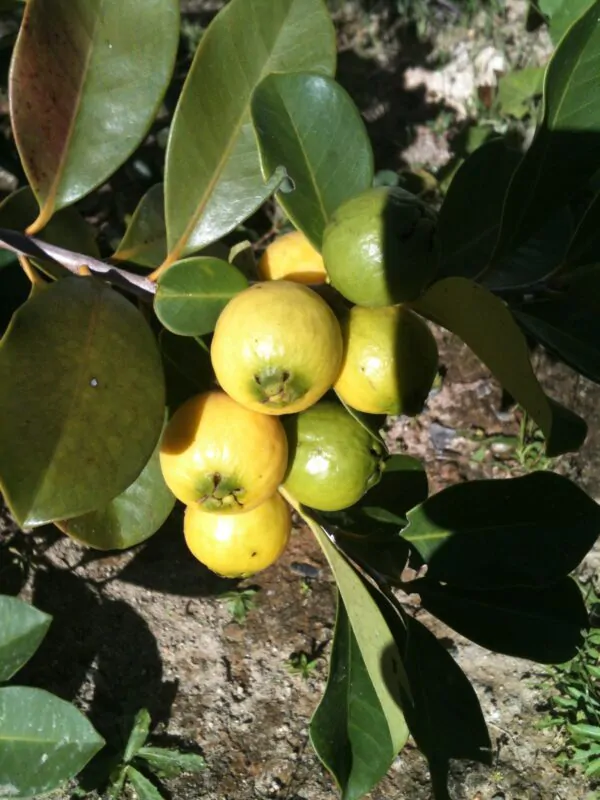 Psidium guineense - Brazilian Guava, Guinea Guava, Sour Guava - Image 2