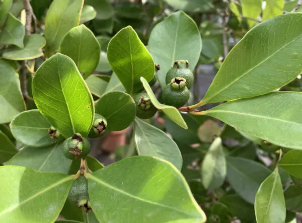 Psidium guineense - Brazilian Guava, Guinea Guava, Sour Guava - Image 3