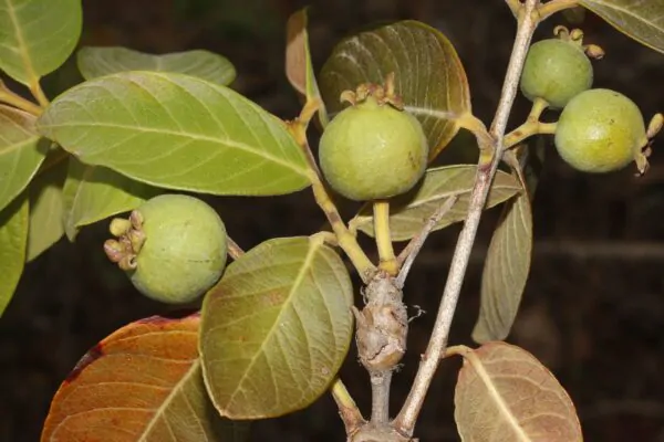 Psidium guineense - Brazilian Guava, Guinea Guava, Sour Guava - Image 4