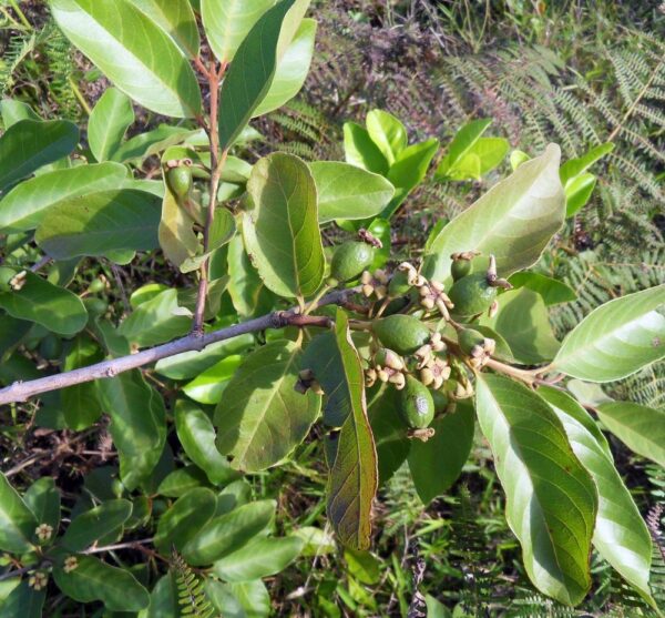 Psidium guineense - Brazilian Guava, Guinea Guava, Sour Guava - Image 5