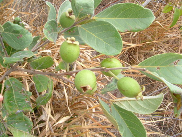 Psidium guineense - Brazilian Guava, Guinea Guava, Sour Guava - Image 6