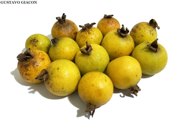 Psidium guineense - Brazilian Guava, Guinea Guava, Sour Guava - Image 7