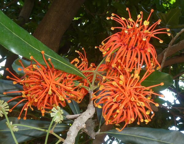 Stenocarpus sinuatus - Firewheel Tree, Rotary Tree - Image 2