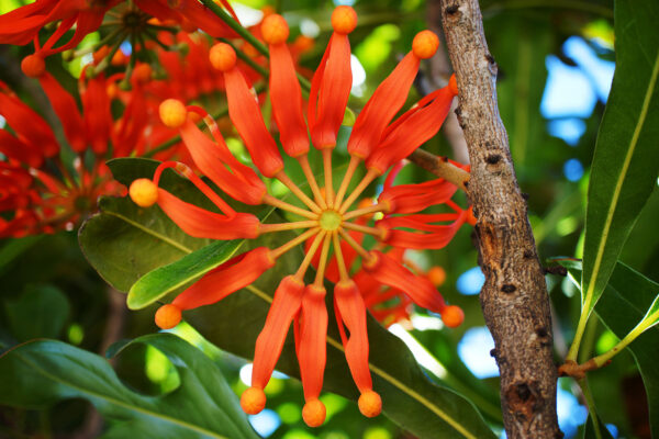 Stenocarpus sinuatus - Firewheel Tree, Rotary Tree - Image 3