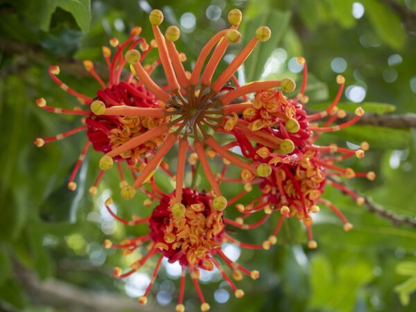 Stenocarpus sinuatus - Firewheel Tree, Rotary Tree - Image 5