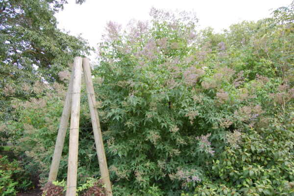 Vitex negundo - Chinese Chast Tree, Nirgundi, Five-leaved Chaste Tree, Horseshoe Vitex, Lagundi - Image 3