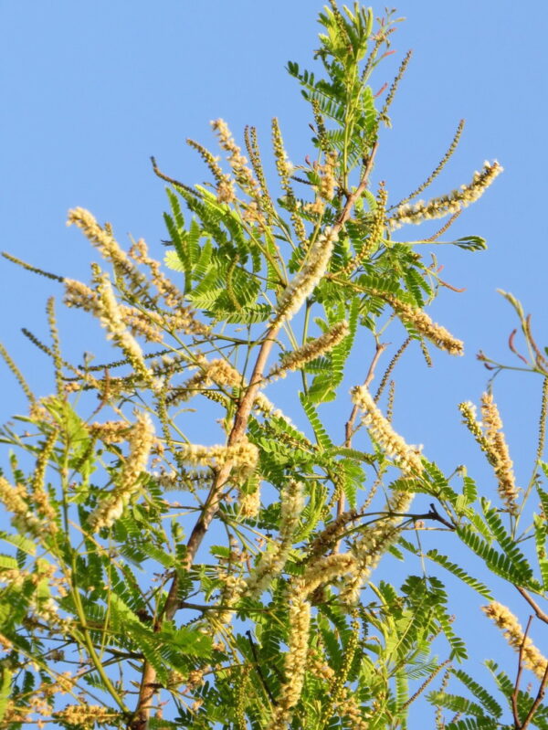 Acacia ferruginea -