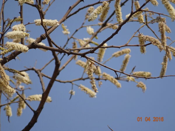 Acacia ferruginea - - Image 2