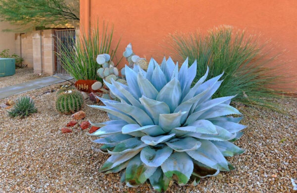 Agave ovatifolia 'Giant' - Giant Whale's Tongue Century Plant - Image 4