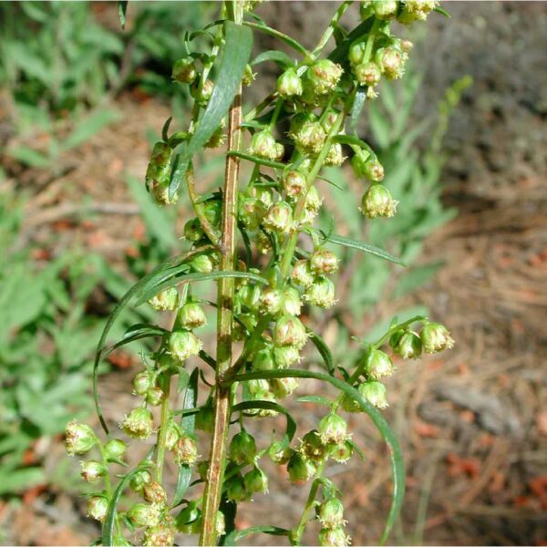 Artemisia dracunculus - Russian Tarragon, Estragon - Image 2