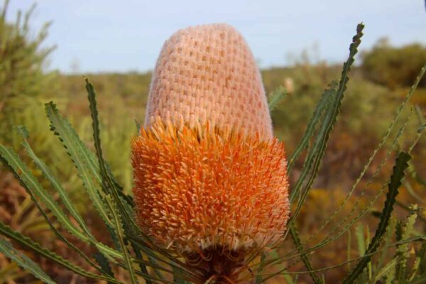Banksia hookeriana (10 Seeds) + Smoke Seed Primer (01 Disc) - Hooker's Banksia, Eneabba Banksia - Image 6