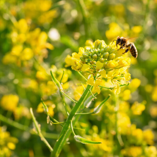Brassica juncea - Chinese Mustard, Gai Choy, Giant Mustard, Indian Mustard, Leaf Mustard, Oriental Mustard, Vegetable Mustard - Image 2