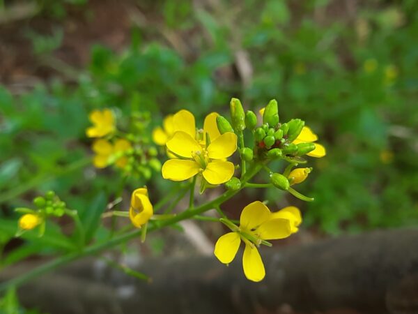 Brassica juncea - Chinese Mustard, Gai Choy, Giant Mustard, Indian Mustard, Leaf Mustard, Oriental Mustard, Vegetable Mustard - Image 4