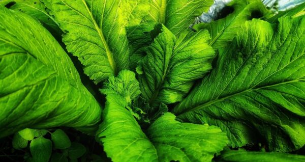 Brassica juncea - Chinese Mustard, Gai Choy, Giant Mustard, Indian Mustard, Leaf Mustard, Oriental Mustard, Vegetable Mustard