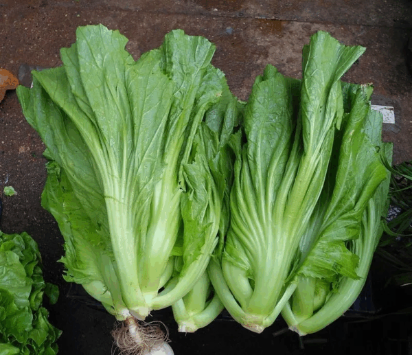 Brassica juncea - Chinese Mustard, Gai Choy, Giant Mustard, Indian Mustard, Leaf Mustard, Oriental Mustard, Vegetable Mustard - Image 6
