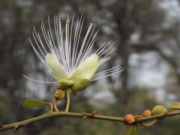 Capparis zeylanica - Ceylon Caper, Indian Caper - Image 6
