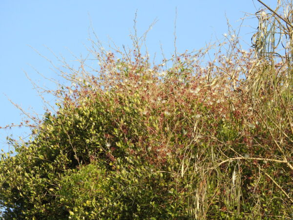Capparis zeylanica - Ceylon Caper, Indian Caper - Image 10