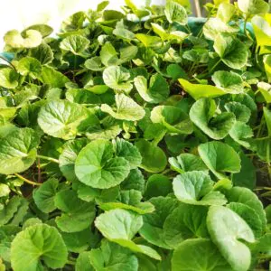 Centella asiatica - Indian pennywort, Asiatic pennywort, spadeleaf, coinwort, gotu kola