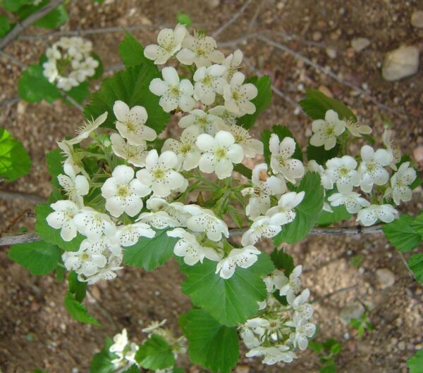 Crataegus mollis - Downy Hawthorn, Red Hawthorn - Image 5